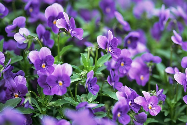 Hoa violet: đặc điểm, ý nghĩa và hình ảnh đẹp