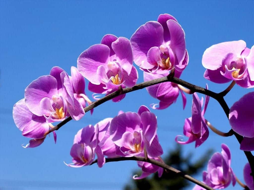 7 bông hoa tượng trưng cho hòa bình