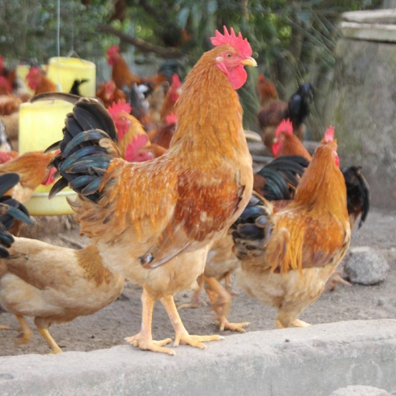 Khám phá những đặc điểm tuyệt vời của giống gà Golden