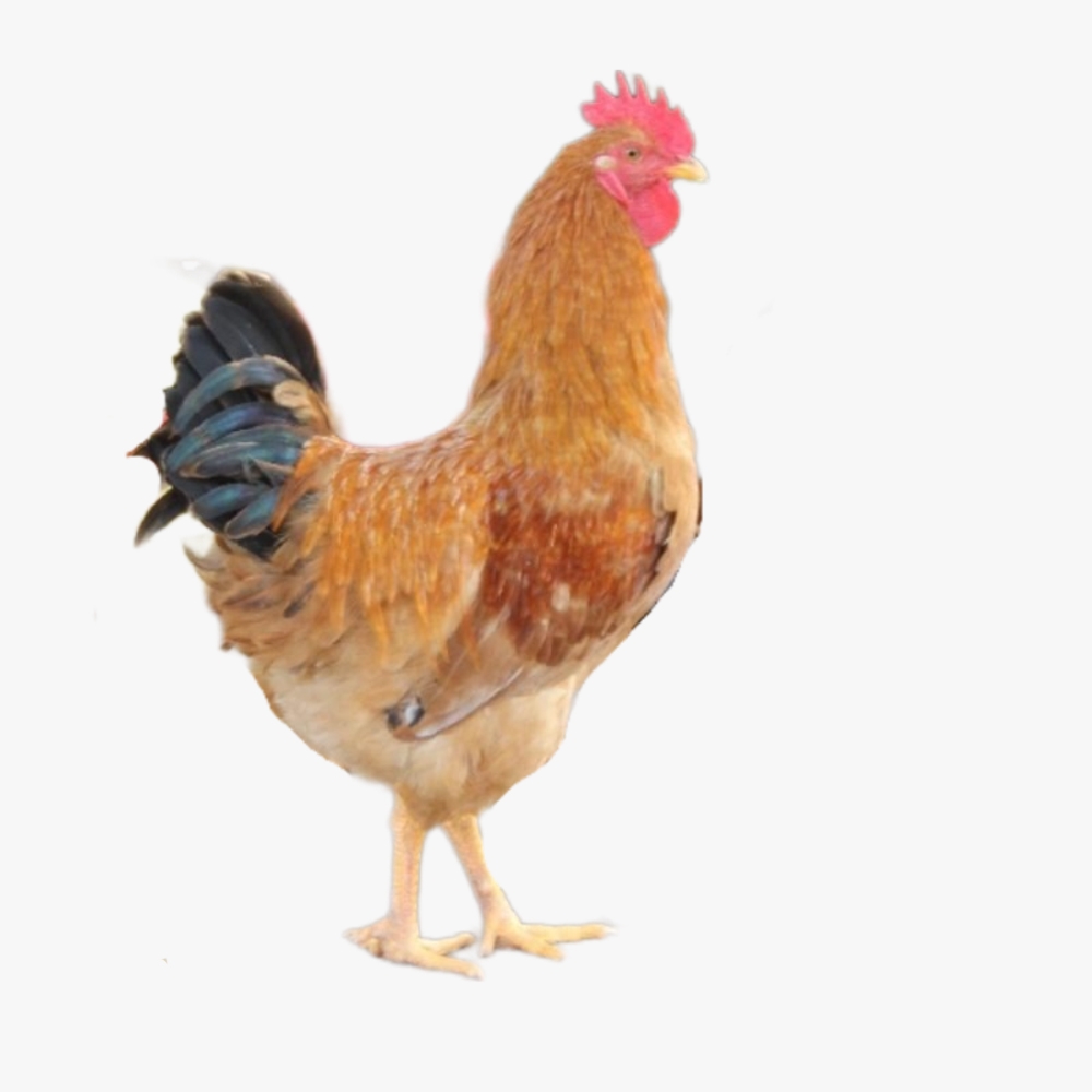 Kỹ thuật chăn nuôi gà Lương Phương