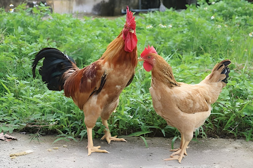Đặc điểm ngoại hình và khả năng sinh sản, sản lượng thịt của giống gà bản địa.