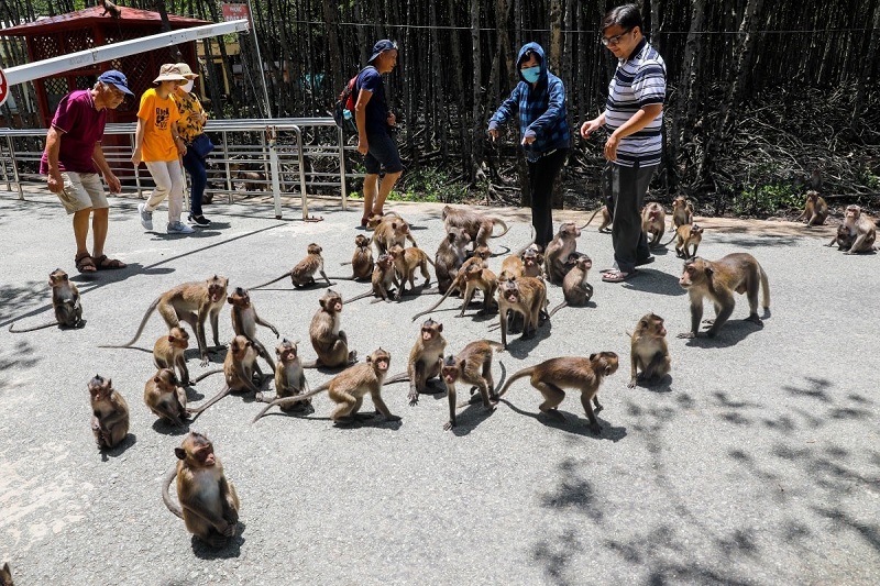 Tham quan đàn khỉ tại đảo Khỉ