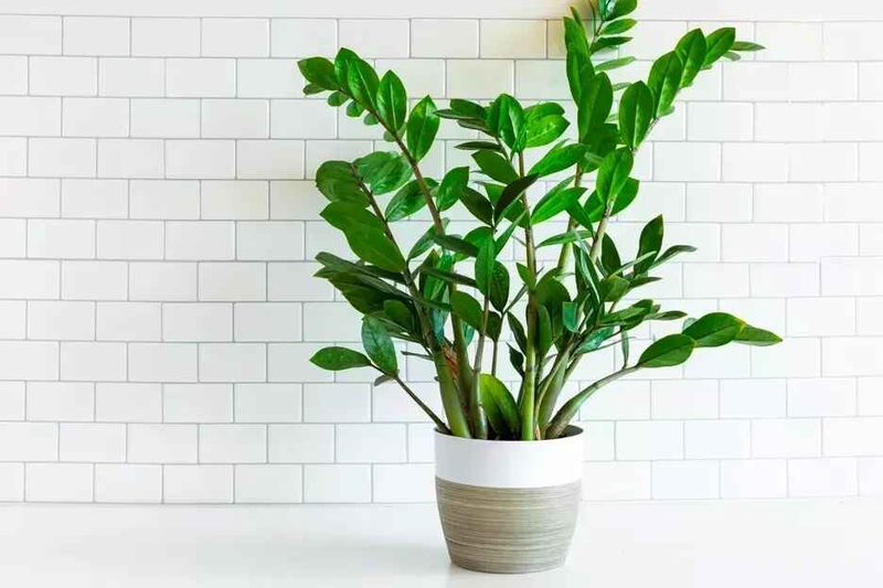 Cây Kim Tiền có độc không? Sự thật gây sốc về loài cây phong thủy nổi tiếng này