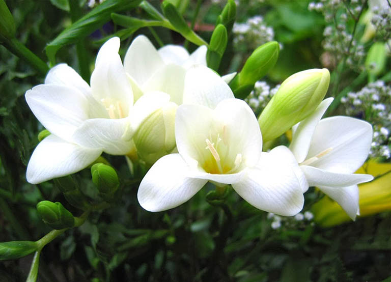 Hoa lan Nam Phi (Fransia): nguồn gốc, đặc tính và mô tả