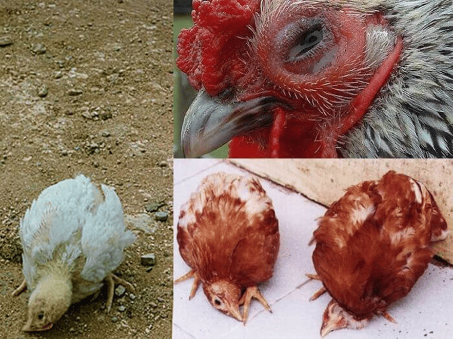 Dấu Hiệu Nhận Biết Đàn Gà Bị Dịch Tả Qua Các Thể Triệu Chứng