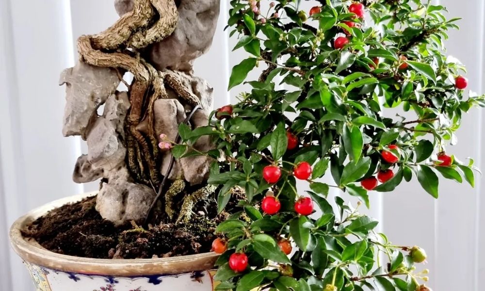 Cây hồng ngọc mai: Ý nghĩa, công dụng, cách trồng và chăm sóc