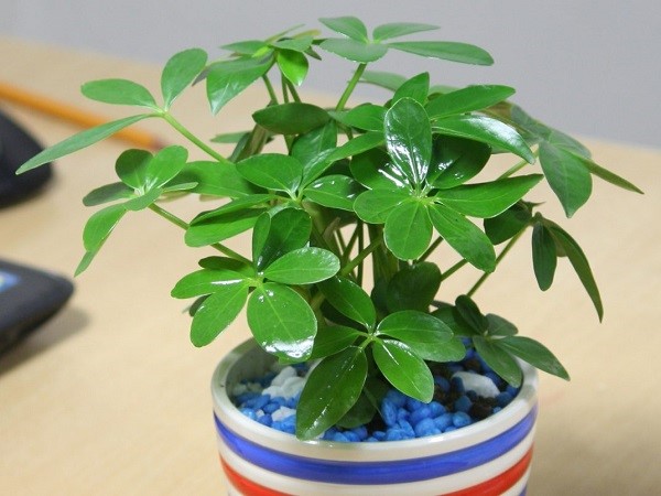 Cây ngũ gia bì: Đặc điểm, ý nghĩa, cách trồng và chăm sóc tốt - phongthuyhoangcung.com