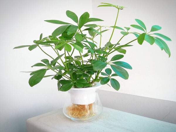 Cây ngũ gia bì: Đặc điểm, ý nghĩa, cách trồng và chăm sóc tốt - phongthuyhoangcung.com