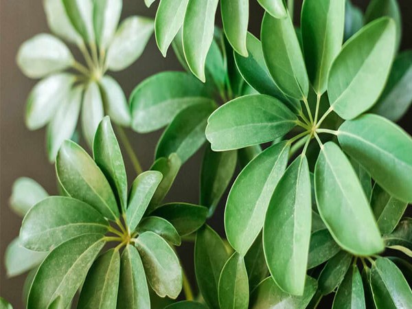 Cây ngũ gia bì: Đặc điểm, ý nghĩa, cách trồng và chăm sóc tốt - phongthuyhoangcung.com