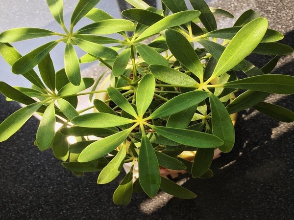 Cây ngũ gia bì: Đặc điểm, ý nghĩa, cách trồng và chăm sóc tốt - phongthuyhoangcung.com