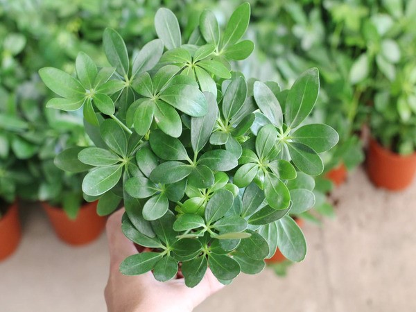 Cây ngũ gia bì: Đặc điểm, ý nghĩa, cách trồng và chăm sóc tốt - phongthuyhoangcung.com