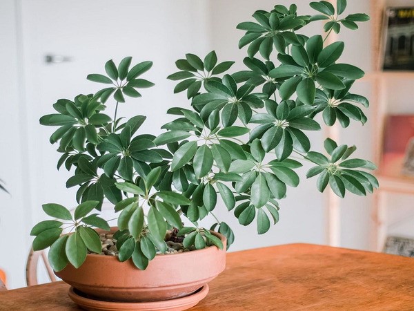 Cây ngũ gia bì: Đặc điểm, ý nghĩa, cách trồng và chăm sóc tốt - phongthuyhoangcung.com