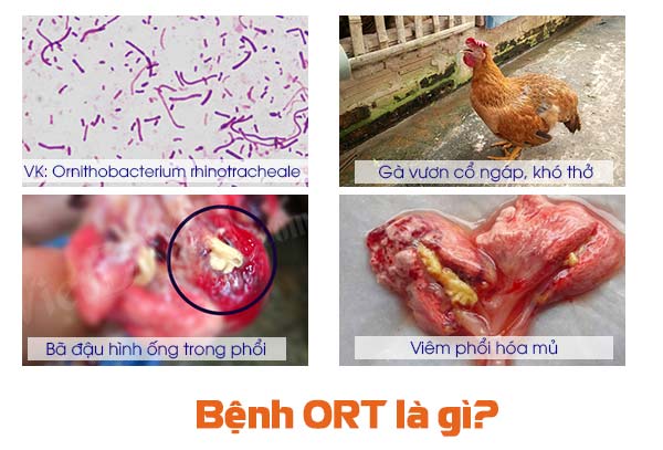 9 Bệnh Thường Gặp Ở Gà và Cách Phòng Ngừa Hiệu Quả Nhất | VIETMOSFARM