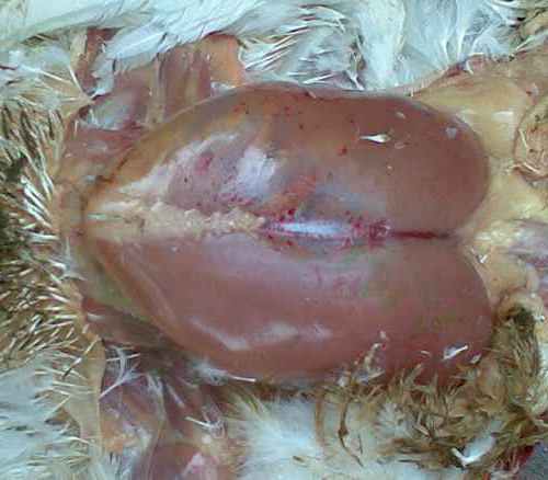 9 Bệnh Thường Gặp Ở Gà và Cách Phòng Ngừa Hiệu Quả Nhất | VIETMOSFARM