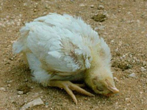 9 Bệnh Thường Gặp Ở Gà và Cách Phòng Ngừa Hiệu Quả Nhất | VIETMOSFARM