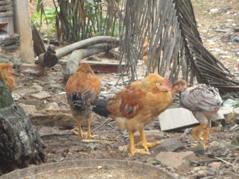9 Bệnh Thường Gặp Ở Gà và Cách Phòng Ngừa Hiệu Quả Nhất | VIETMOSFARM