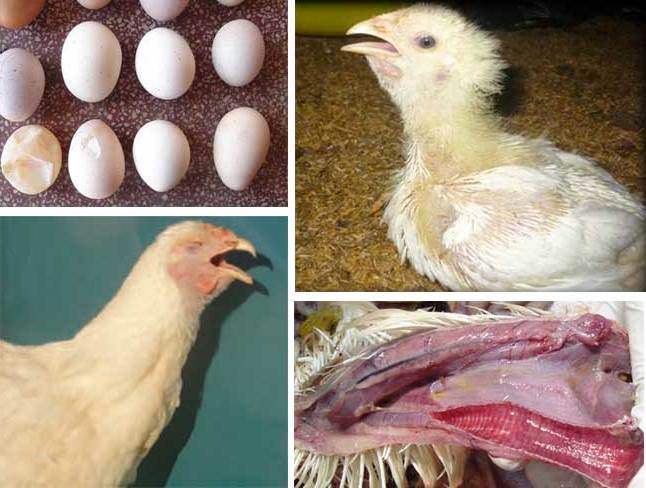 9 Bệnh Thường Gặp Ở Gà và Cách Phòng Ngừa Hiệu Quả Nhất | VIETMOSFARM