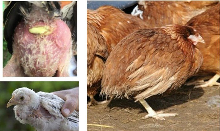 9 Bệnh Thường Gặp Ở Gà và Cách Phòng Ngừa Hiệu Quả Nhất | VIETMOSFARM