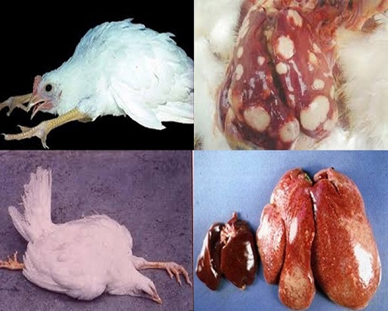 9 Bệnh Thường Gặp Ở Gà và Cách Phòng Ngừa Hiệu Quả Nhất | VIETMOSFARM