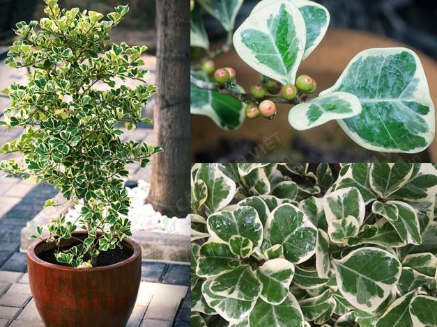 Cây Ba Phước Lành - Ý nghĩa phong thủy bạn nên biết.