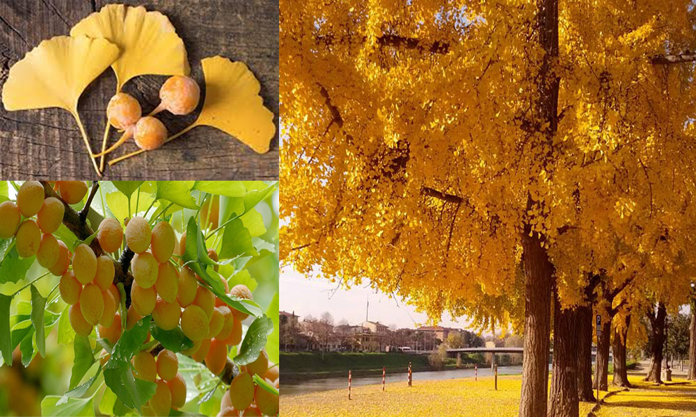 Cây bạch quả: Đặc điểm, mô tả, hướng dẫn trồng và chăm sóc