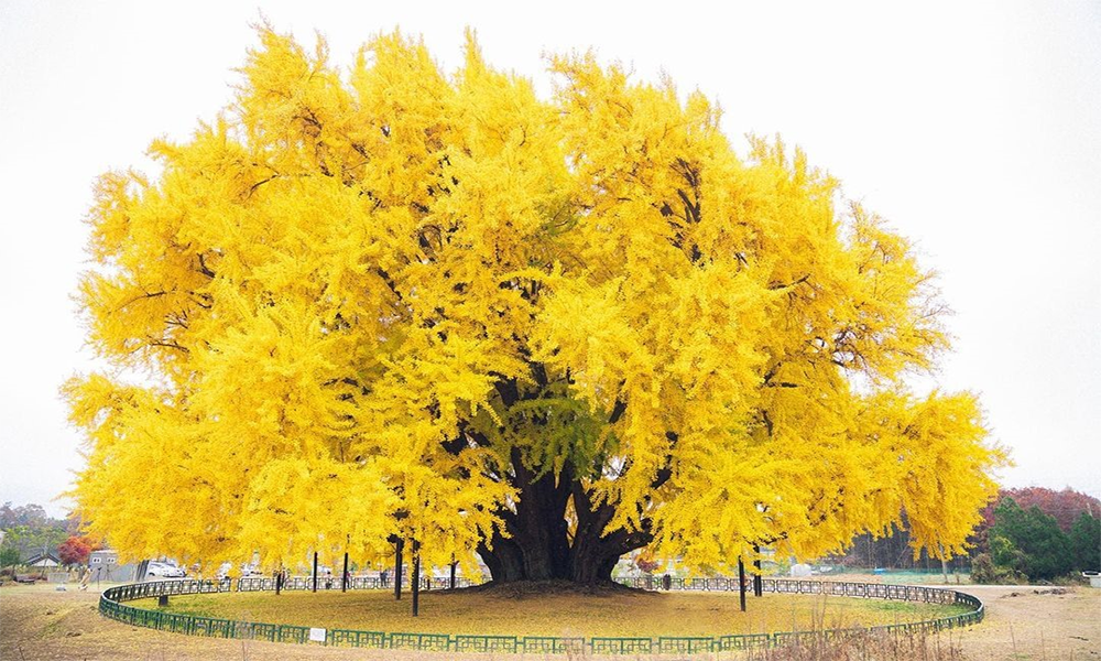 Cây bạch quả: Đặc điểm, mô tả, hướng dẫn trồng và chăm sóc