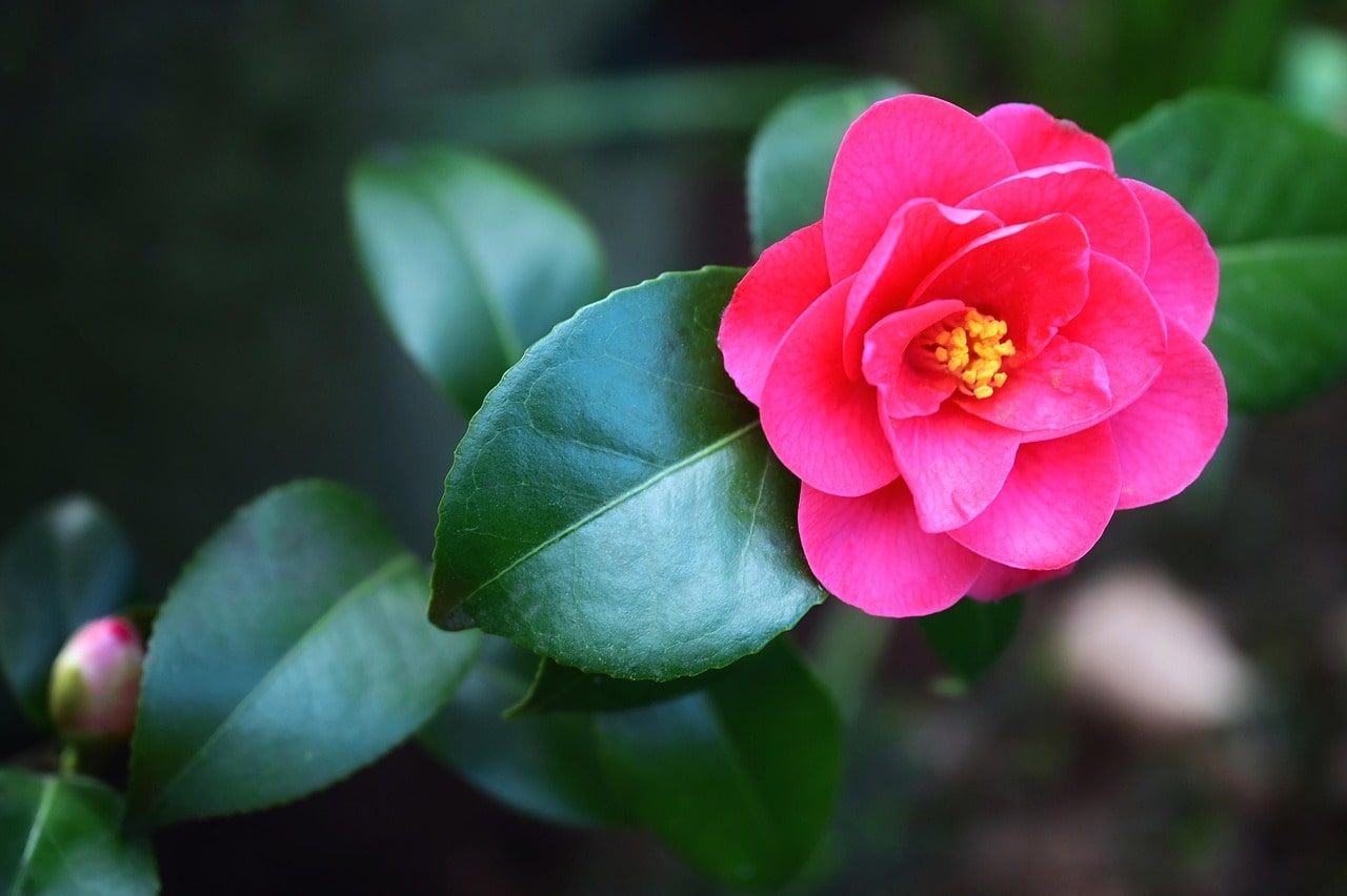 Camellia Culture