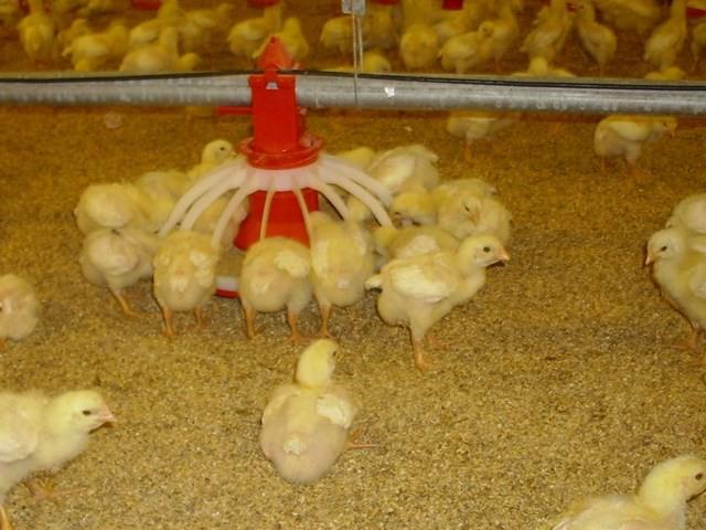 Vật liệu và dụng cụ làm chuồng úm gà con