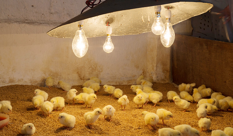 Hướng dẫn úm gà con an toàn và hiệu quả