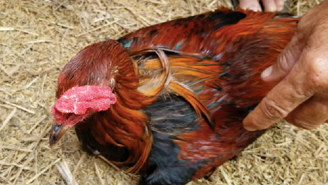 Các trường hợp gà bị chướng diều và cách điều trị - Hoan Duong J.S.C