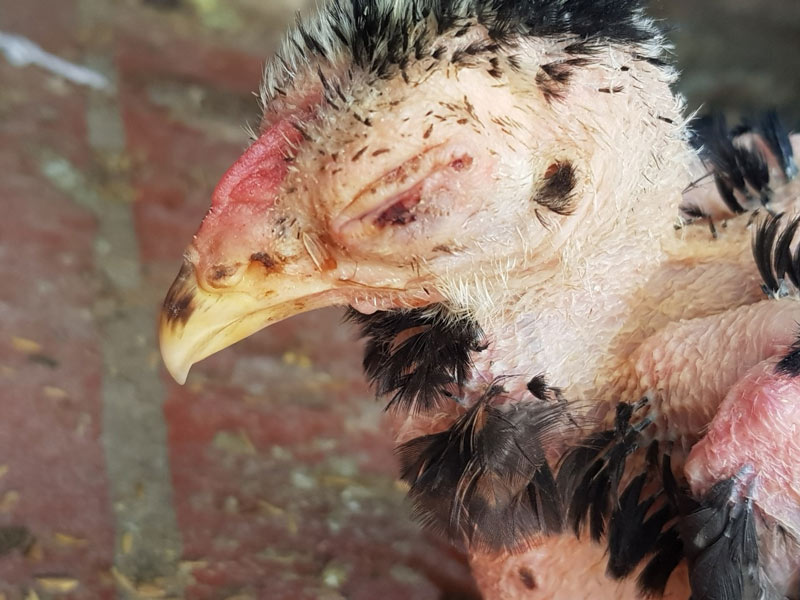 Gà bị ủ rũ nhắm mắt là tình trạng gì và điều trị như thế nào?