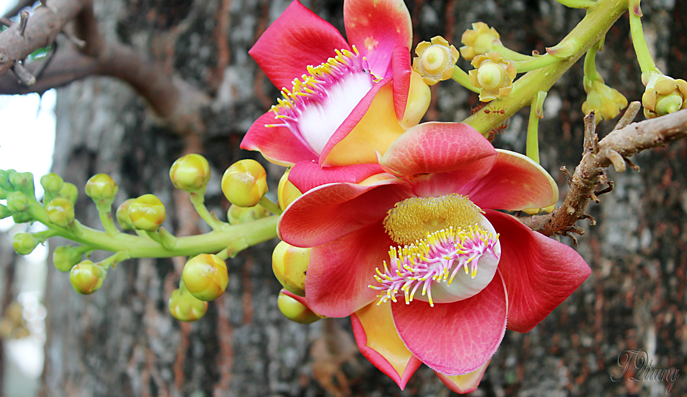 Cây Ngọc Kỳ Lân loài cây hoa quyền uy cho bóng mát và mùi thơm dịu