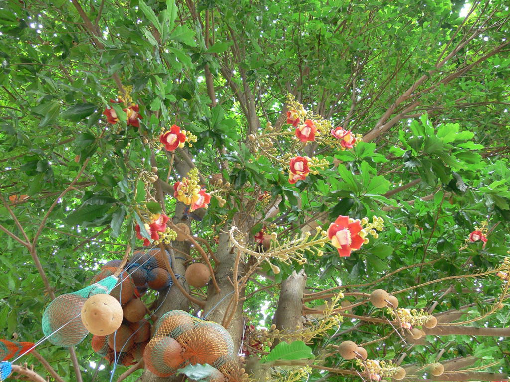 Cây Ngọc Kỳ Lân loài cây hoa quyền uy cho bóng mát và mùi thơm dịu