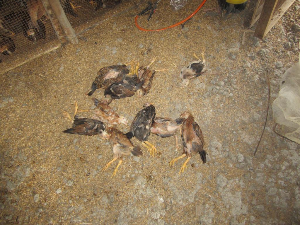 Kinh nghiệm chữa bệnh Gumboro ở gà - Gà Thả Vườn