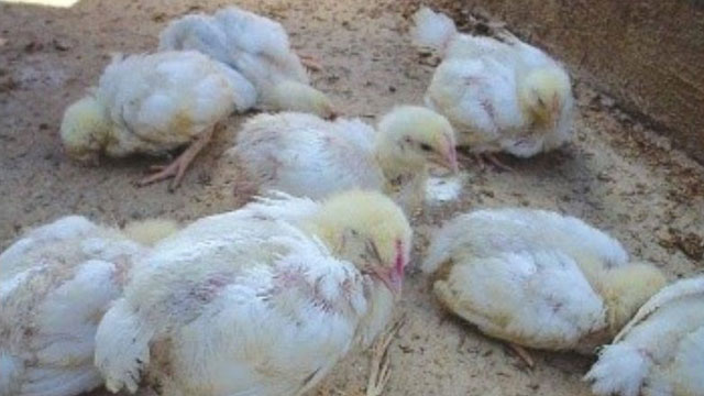 Phòng bệnh Gumboro trên gà - Hoan Duong J.S.C