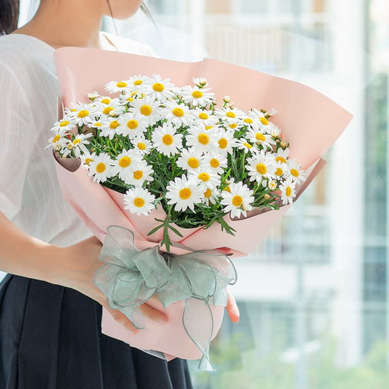 Cúc Họa Mi: Nguồn gốc, ý nghĩa, cách trồng và chăm sóc