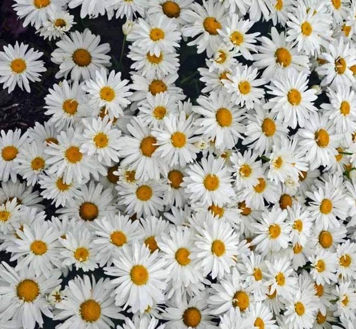 Ý nghĩa hoa Cúc Họa Mi- loài hoa hồn nhiên làm say đắm triệu con tim!