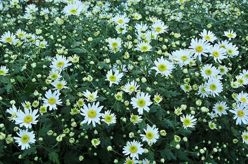 Cúc họa mi - Nguồn gốc, ý nghĩa, công dụng và hướng dẫn cách chăm sóc cúc họa mi