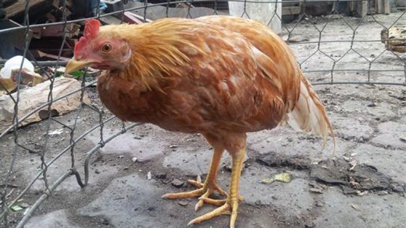 Bệnh cầu trùng ở gà | Nguyên nhân, tác hại, cách điều trị hiệu quả nhất