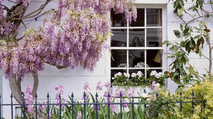 Ý nghĩa và truyền thuyết của hoa Tử Đằng có thể bạn chưa biết?