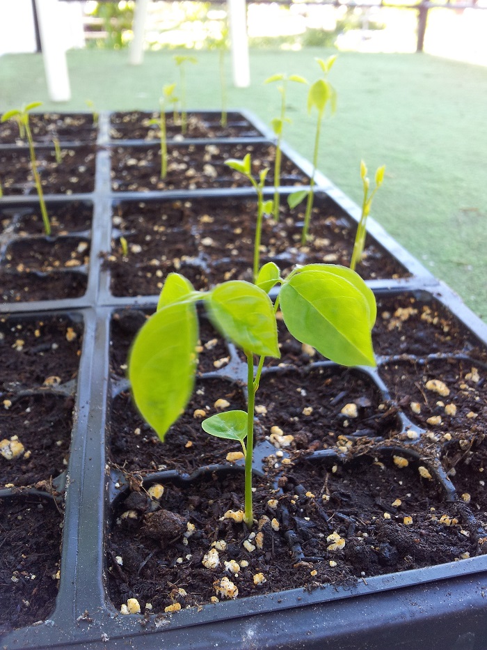 Ý nghĩa và truyền thuyết của hoa Tử Đằng có thể bạn chưa biết?