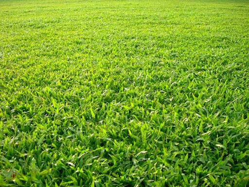 VẤN ĐỀ CẤU TẠO MẶT SÂN BÓNG ĐÁ CỎ TỰ NHIÊN BẠN NÊN BIẾT