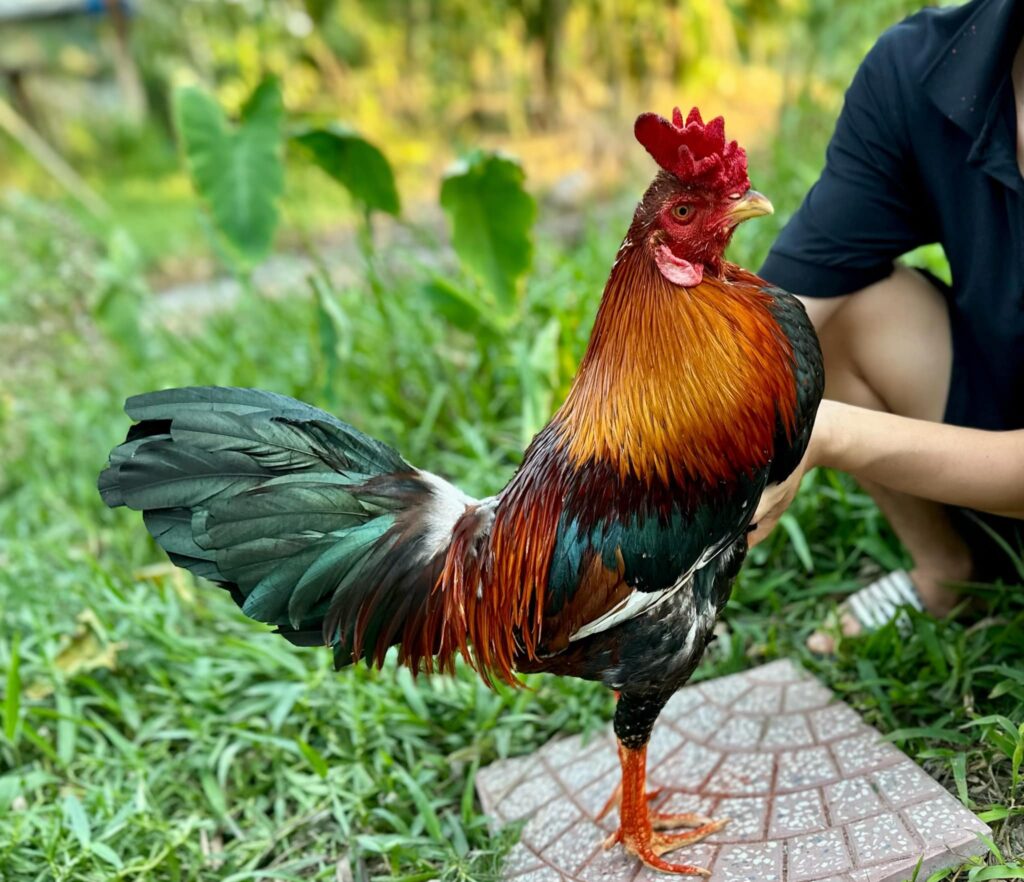 Chế độ dinh dưỡng và chế độ chăm sóc gà đá - Thuốc Gà Đá Oringer