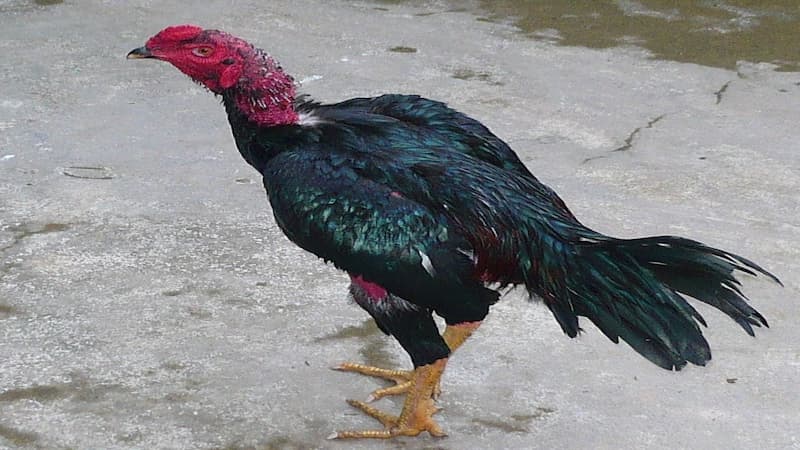 Đặc điểm chân và vảy của gà đòn nòi thuần chủng