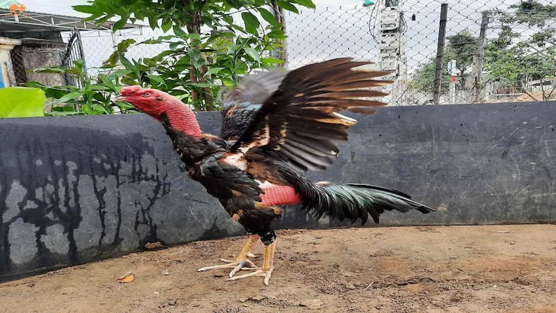 Sức mạnh cơ bắp và khả năng chịu đòn của gà nòi