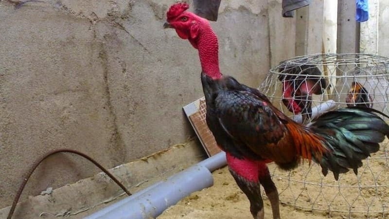 Ngoại hình đặc trưng của chiến kê Bình Định