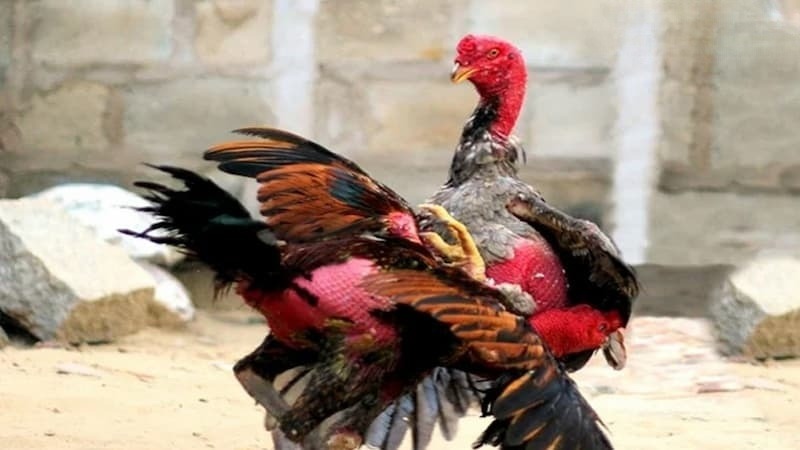 Kỹ thuật huấn luyện chiến kê chuyên nghiệp