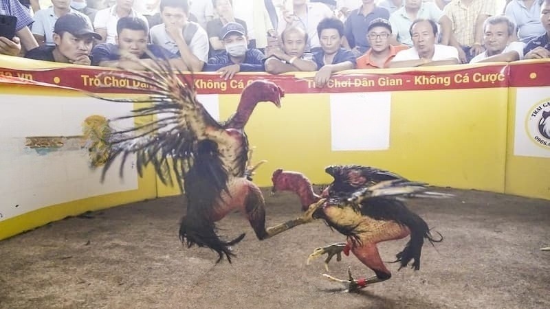 Gà Bình Định: Biểu tượng của võ thuật gà chọi xứ Nẫu