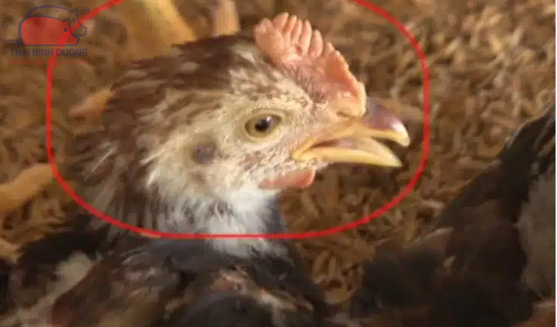 Ký sinh trùng đường máu ở gà: nguyên nhân, triệu chứng và thuốc đặc trị