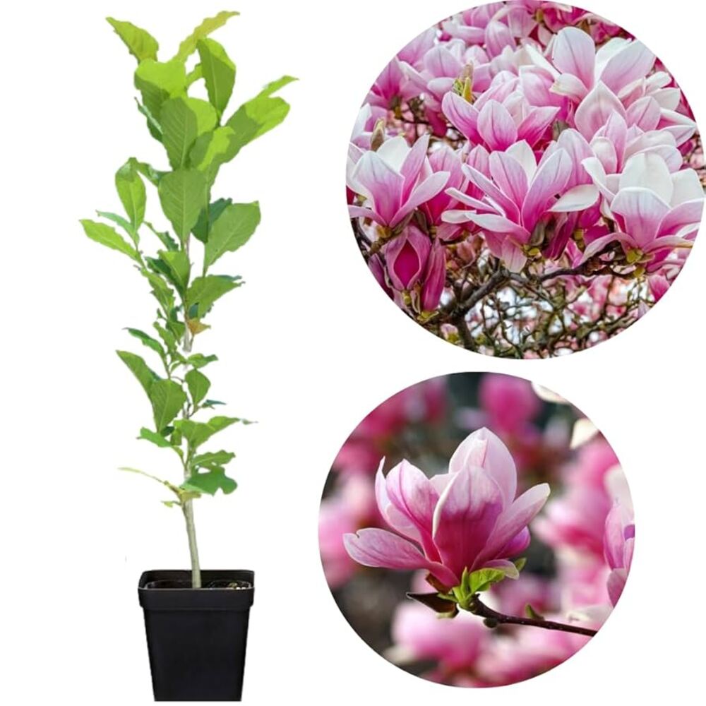 Chăm sóc hoa mộc lan trong chậu